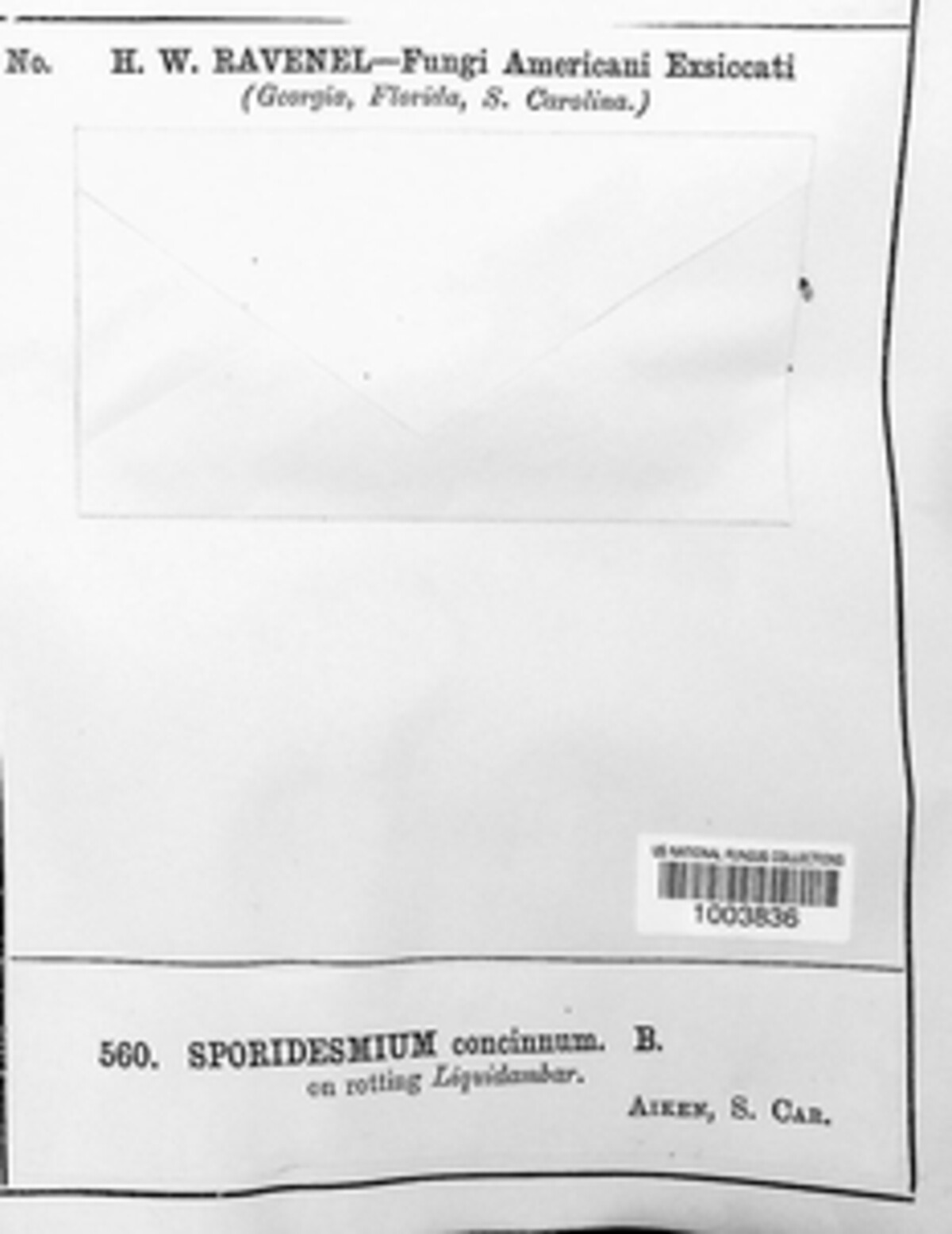 Berkleasmium concinnum image